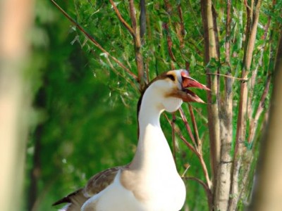 中药鹅不食草的功效与作用