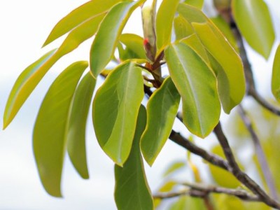 踢脚线尺寸（踢脚线尺寸一般是多高）