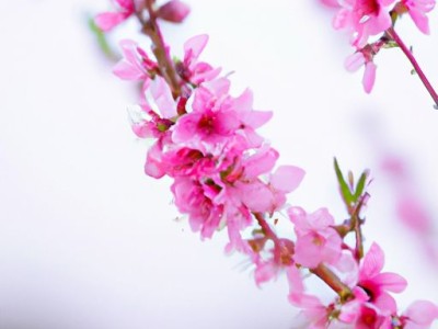 桃花心木的种植、养护和用途