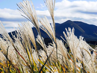 漏芦及其功效与作用