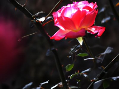 一品红花有毒吗？家里可以养吗？