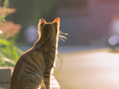 头晕恶心及头晕恶心想吐是什么原因