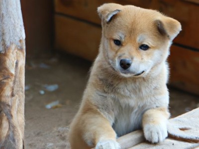 小鹿狗：萌宠之中的独特存在