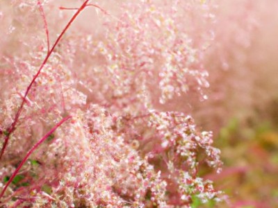 火绒草的功效与作用：了解这种神奇的植物