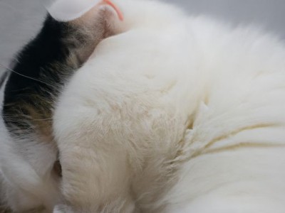 睡眠枕是否真的有助于睡眠？