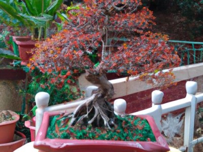 摇钱树和财神哪个好养活？