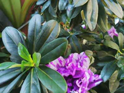 茶花和杜鹃花哪个好养？