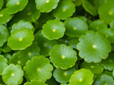 高压锅炖排骨时间及高压锅炖排骨时间多长最好