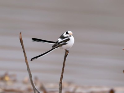 新生儿枕头及新生儿枕头什么时候用