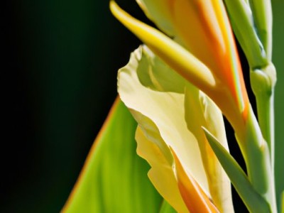 大花美人蕉：这个拉丁学名为Strelitzia Nicolai的热带植物是您家居装修的理想选择