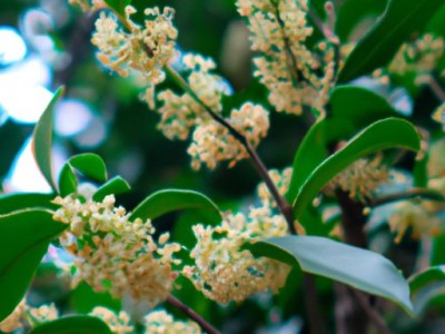 桂花树叶子尖发黄干枯的原因及处理方法