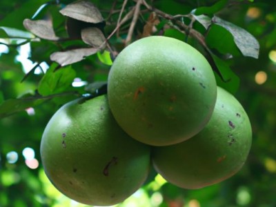 橡皮树的养殖方法及注意事项