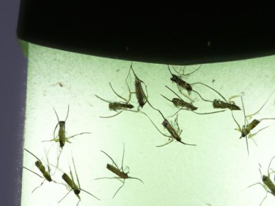 光触媒灭蚊灯：有效驱蚊还是无效噱头？