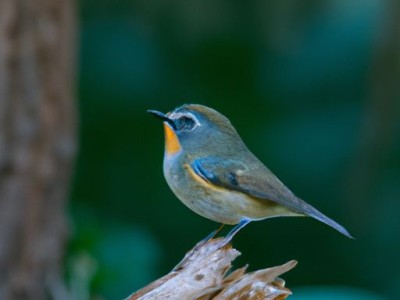 什么东西吸甲醛效果最好又快？