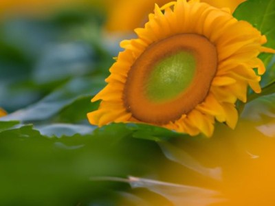 冬葵子的功效与作用及其详细描述