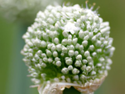 如何种植大花葱？大花葱的种植时间和方法详解