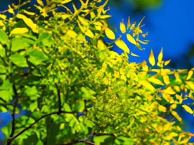 金丝楠木哪个最贵？金丝楠木哪个最贵的？