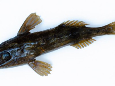 石头鱼：珊瑚礁中的石头艺术品