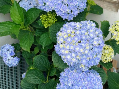 小苍兰（小苍兰什么味道）