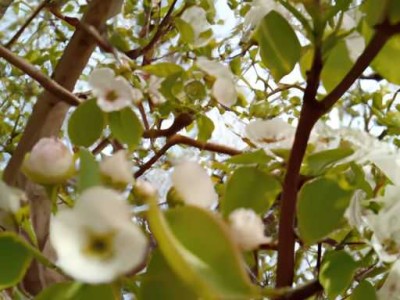 红檀香花梨哪个好？花梨和红檀香哪个木种好？