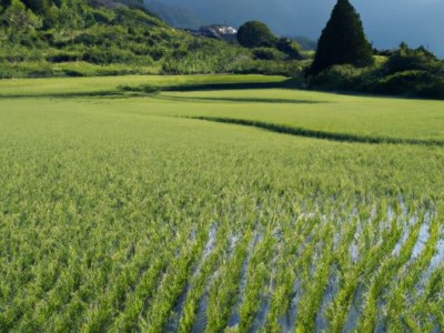 和田地毯：传承千年的华丽艺术