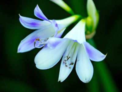 秋兰，一朵优雅的秋季花卉