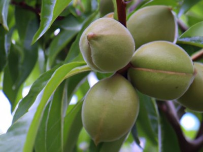 胡桃楸木家具属于什么档次