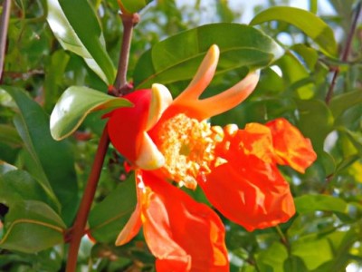 石榴花是哪个季节的？