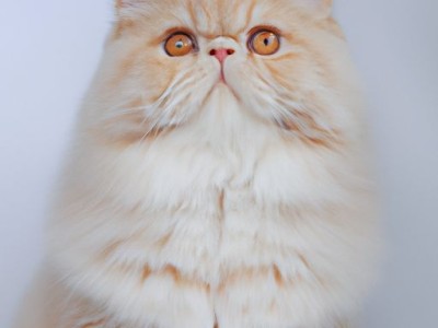 萨凡纳猫：性格、价格、饲养方法详解