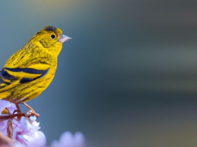 高山金翅雀及其叫声的特点