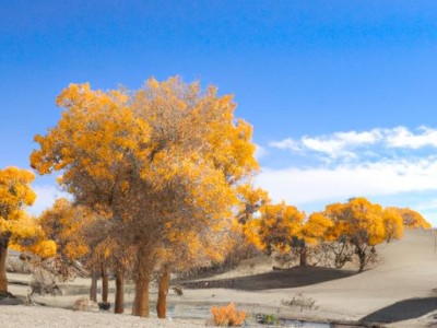 三棵树漆和立邦哪个好？详细比较分析