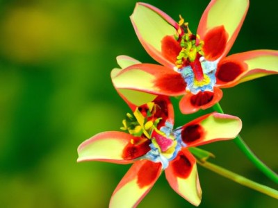 旱金莲及旱金莲养发液能使白发变黑吗？