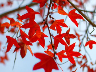 哪个地方的铁皮枫斗好吃？