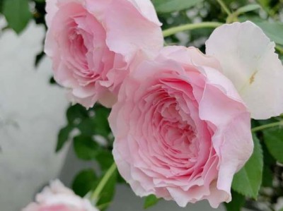 网上买酒哪个网站好（网上买酒哪个网站好一点）