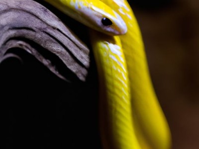 玉米蛇：一个有趣的宠物选择