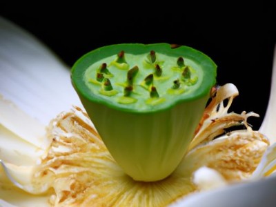 金香玉：一个极具收藏价值的文玩瑰宝