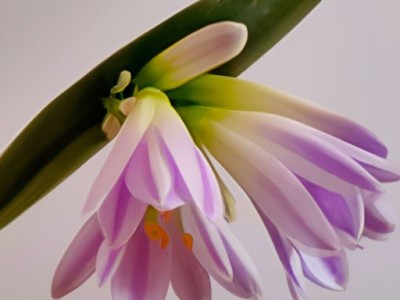 吊兰放哪个位置好？如何让吊兰更健康？