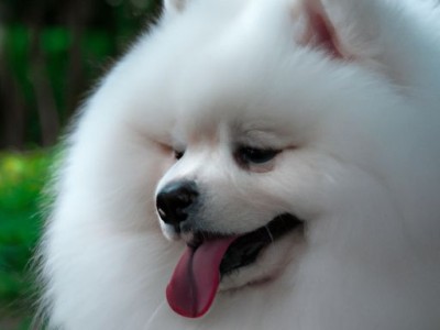 萨摩犬：纯种犬种的优雅之美