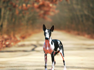 巴吉度猎犬掉毛吗？如何控制巴吉度猎犬的掉毛问题？