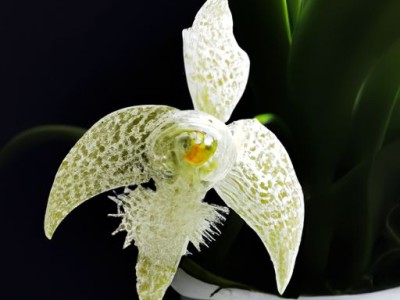 墨兰与春兰哪个好？墨兰与春兰哪个好养？