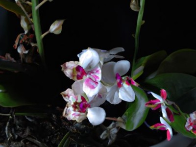 球兰：优雅花卉的代表