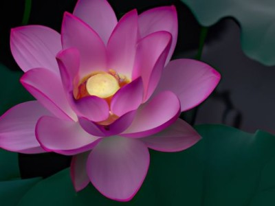 半边莲的功效与作用及其详细描述