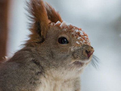 折叠沙发床（折叠沙发床十大名牌排名）