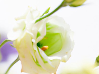 洋桔梗及洋桔梗花语是什么