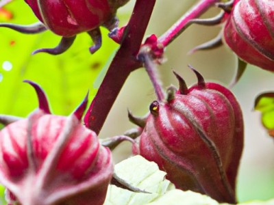 龙葵的功效与作用及其详细描述