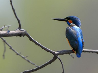 诃子：神奇的中药材