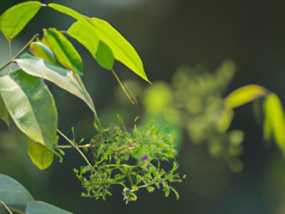 乌木金丝楠的特征及区别