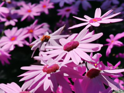 紫色和哪个色搭好看？