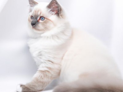 波斯猫儿及波斯猫儿歌——优雅与温柔的代表