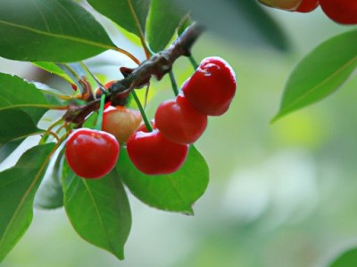 松红梅的养殖方法和注意事项